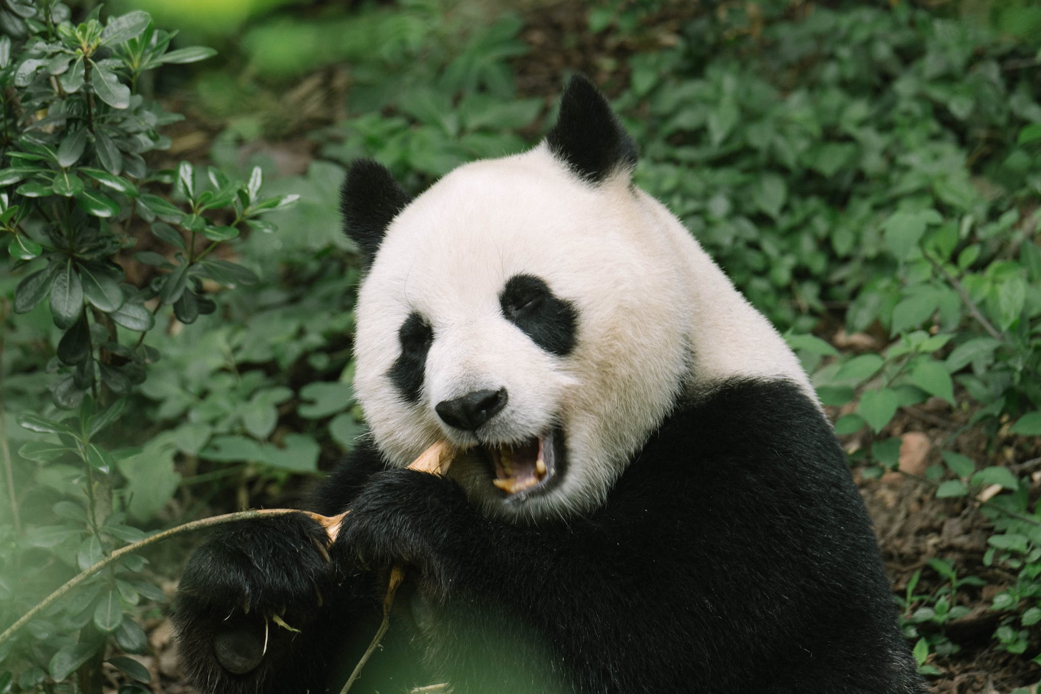 Close-Up Shot of a Panda Bear